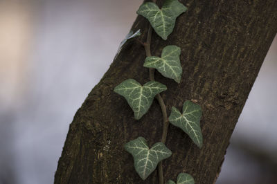 Close-up of leaves on tree trunk