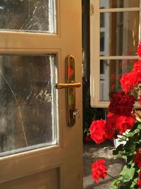 Potted plant on window sill