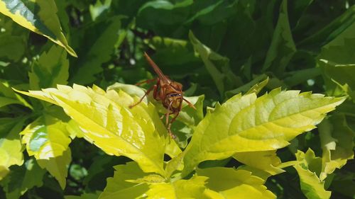 Close-up of insect on plant