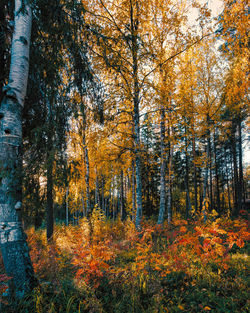 Trees in forest during autumn