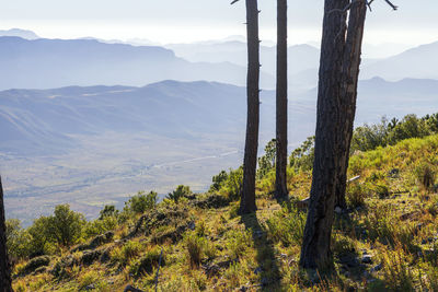 Scenic view of trees and mountains against sky