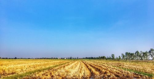 Scenic view of agricultural field against clear blue sky