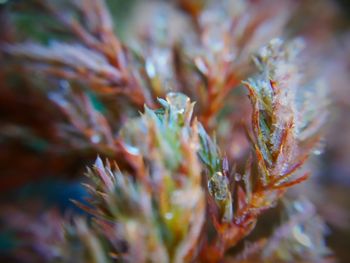 Close-up of plant during winter