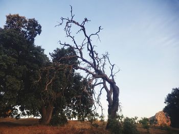 Low angle view of trees against clear sky