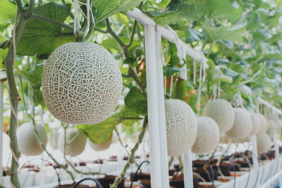 Close-up of fresh plants hanging on tree