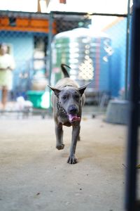 Portrait of dog running