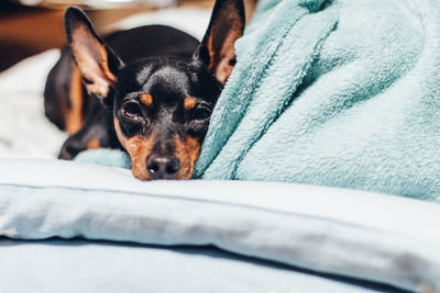 Close-up of dog resting