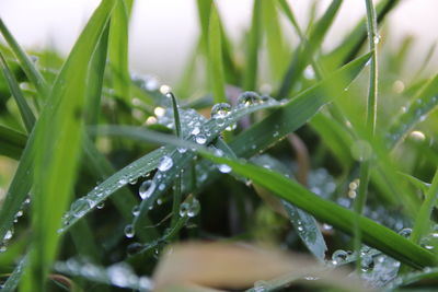 Close-up of water drops on blade of grass