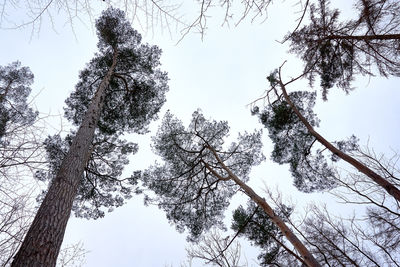 Low angle view of trees against clear sky