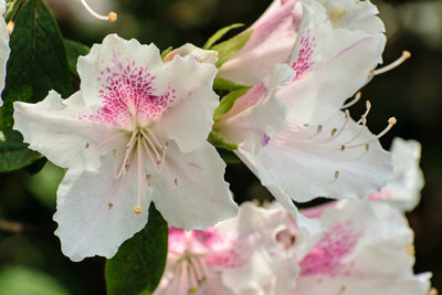 Close-up of white flowers