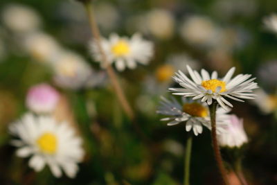 Close-up of white daisy flowers