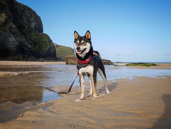 Dog on beach