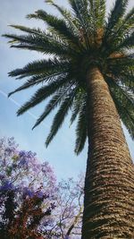 Low angle view of palm tree against sky