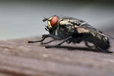 Close-up of fly on table