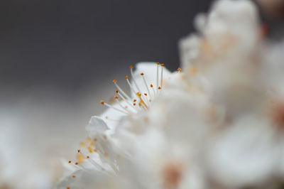 Close-up of flower against blurred background