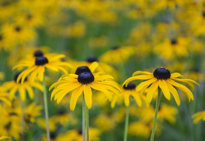 Black-eyed-susan blooming on field