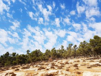 Trees on sand against sky