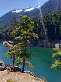 Plants by lake against sky