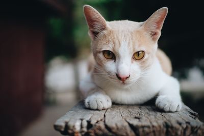 Close-up portrait of a cat