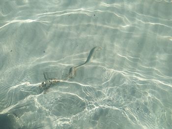 High angle view of turtle swimming in pool