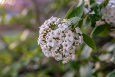 Close-up of white flowering plant