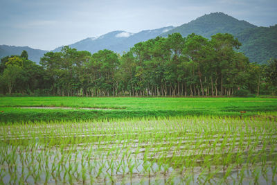 Scenic view of agricultural field against sky