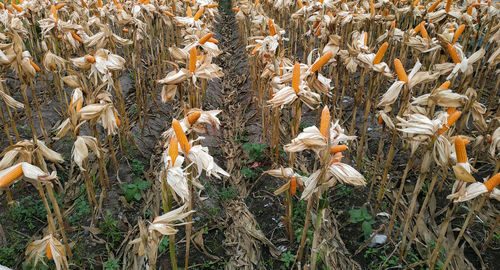 High angle view of corn field