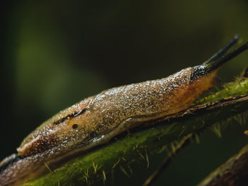 Close-up of a lizard