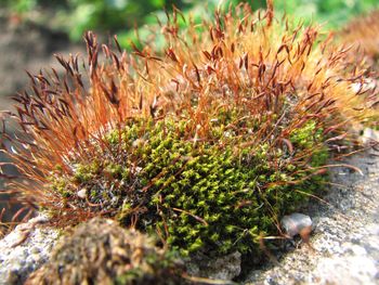 Close-up of plants