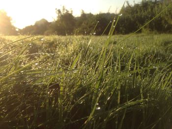 Close-up of grass in field