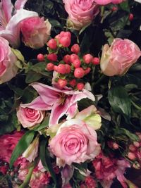 Close-up of pink roses blooming outdoors