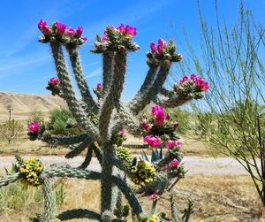 Pink flowering plants on land against sky