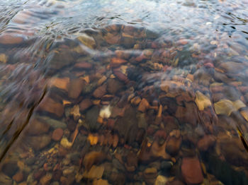 High angle view of fishes swimming in sea