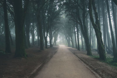 View of trees in forest