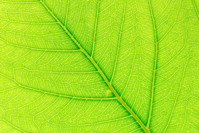 Full frame shot of green leaves