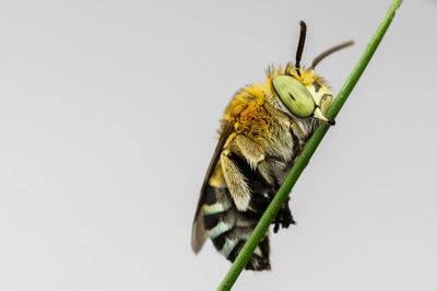 Close-up of butterfly perching on yellow flower against white background