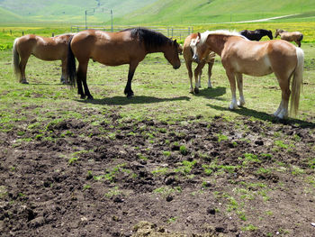 Horses grazing in pasture