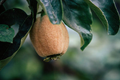 Close-up of fruits growing on tree