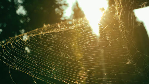 Close-up of spider web against blurred background