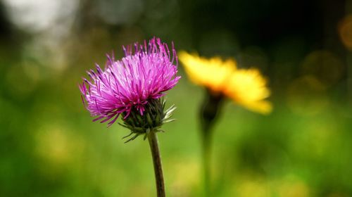 Close-up of pink flowers