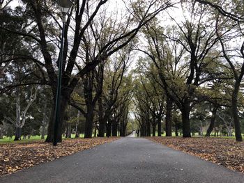 Empty road amidst trees