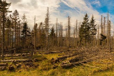 Plants growing on land against sky