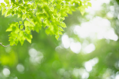 Low angle view of leaves on tree