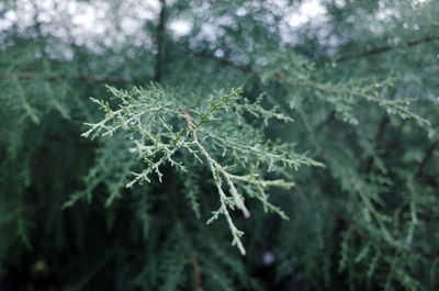 Close-up of fresh plants in winter
