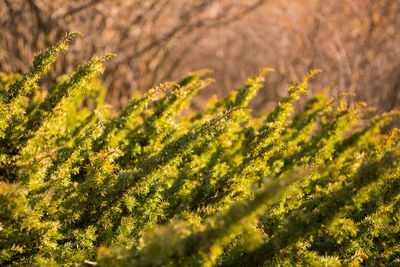 Close-up of plant growing on field