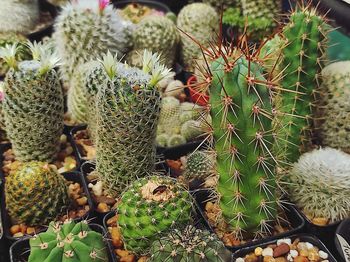 Close-up of pineapple cactus