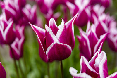 Close-up of pink crocus flowers