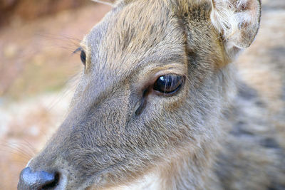 Close-up of deer