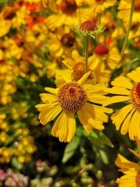 Close-up of yellow flowering plant