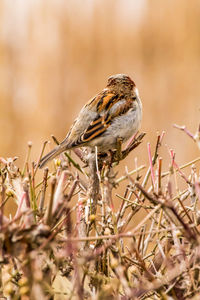 Male house sparrow or passer domesticus is a bird of the sparrow family passeridae